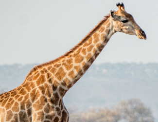 Big Game Hunting Service - Kudu and Eland Trophy Hunting