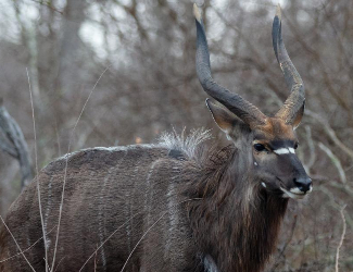 Plains Game Hunting Service - Impala and Springbok Hunting
