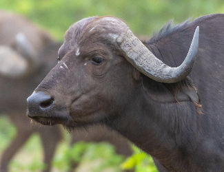 Wildlife Photography Service - African Wildlife Photography Tours