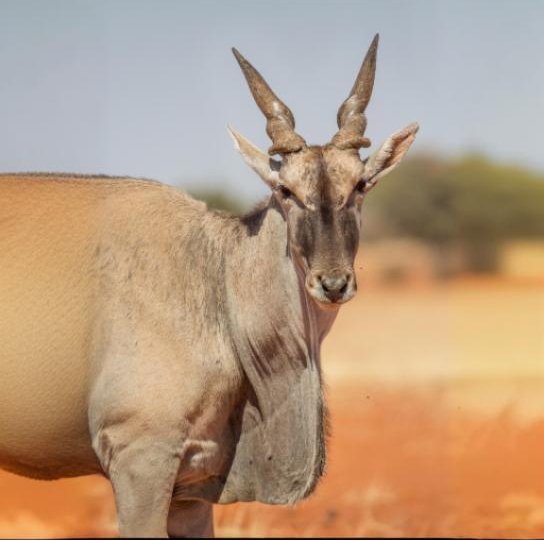 Common Eland