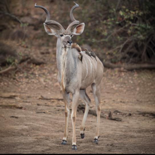 Greater Kudu