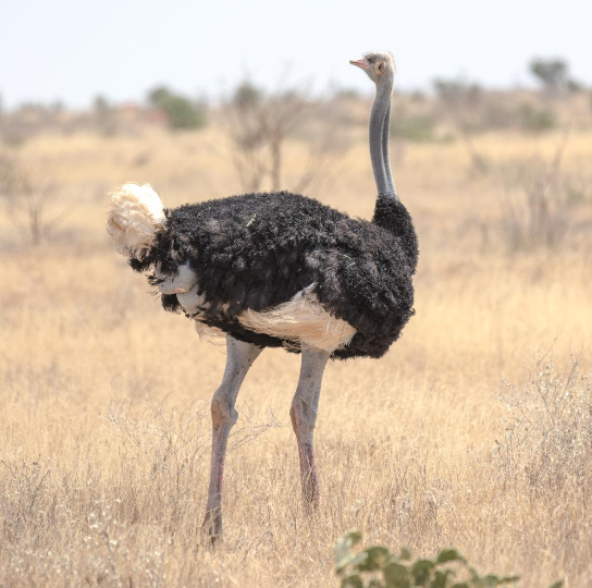 Ostrich