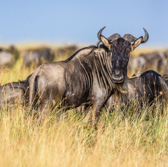 Blue Wildebeest