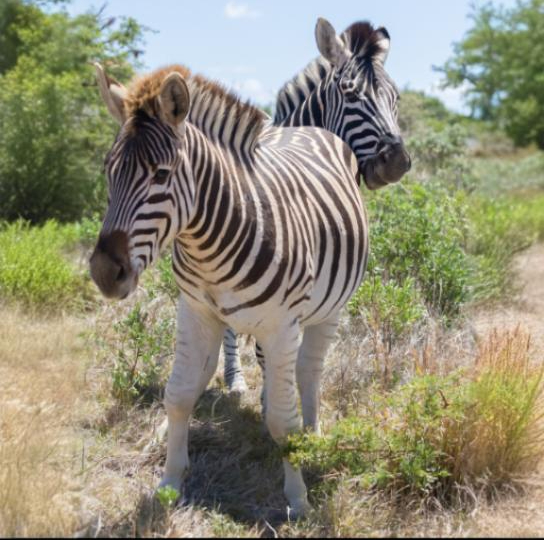 Plains Zebra